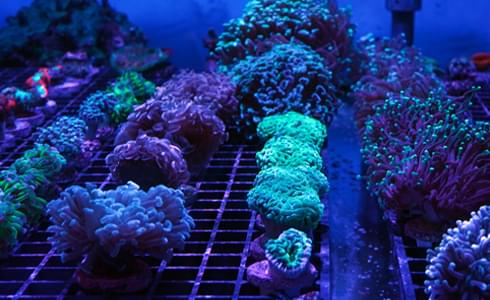 coral care advice