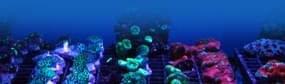 Coral Search