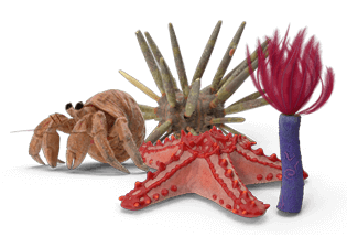 Critters