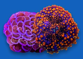 Coral Frags