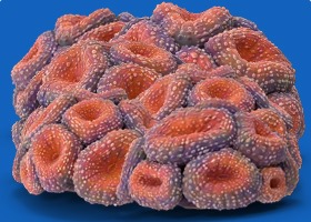 Soft Corals