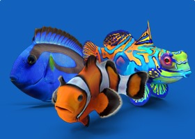 Marine Fish