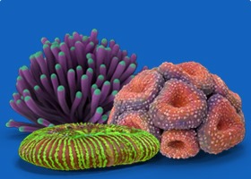 LPS Corals