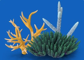 SPS Corals