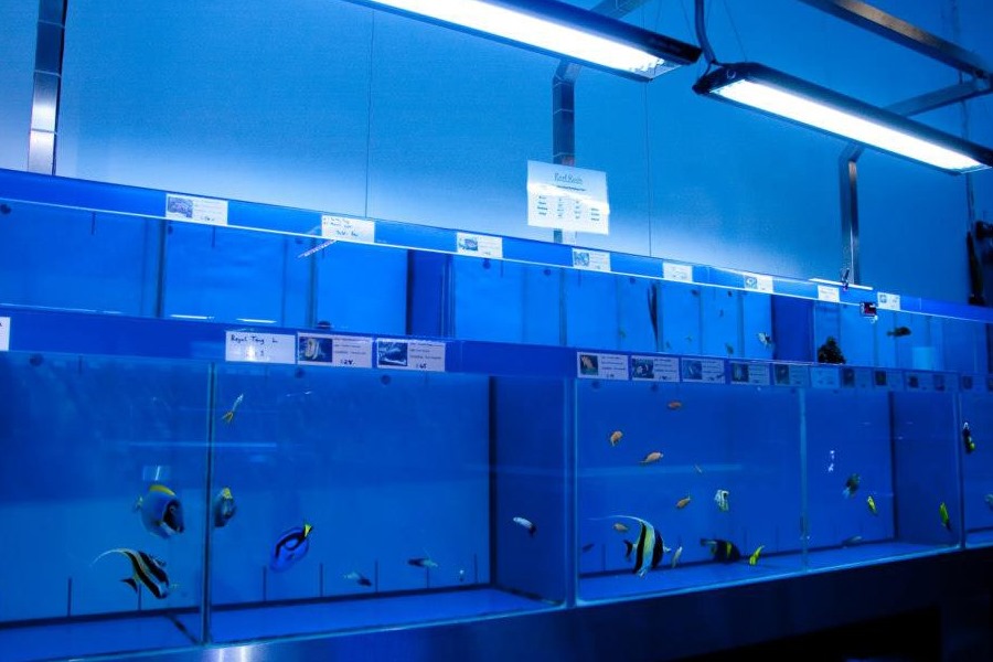 fish tanks