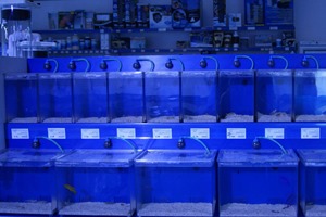 small fish tanks