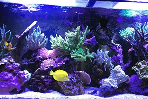 Rock N Critters Main Display Tank June '20