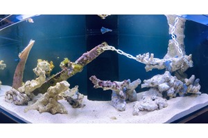 Rock N Critters SPS Display Tank Feb '22