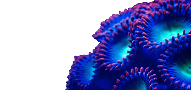 Marine Corals