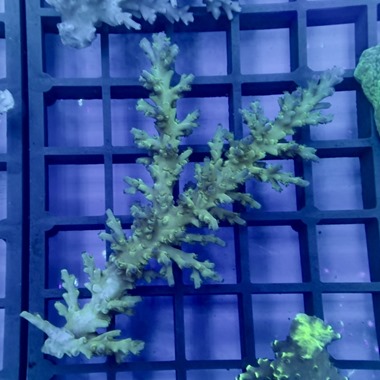 Oz Acropora Colony