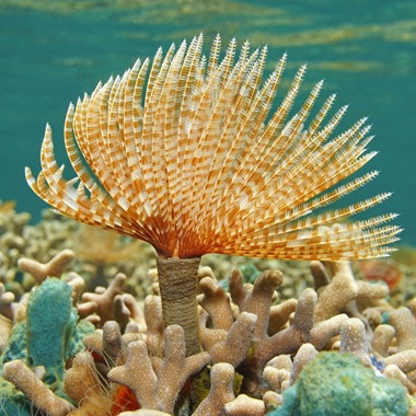 Giant Feather Worm