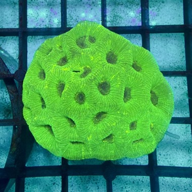 Green Moon Goniastrea