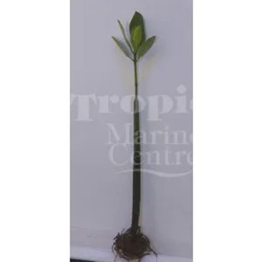 Mangrove