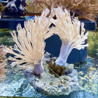 Silver Xenia Colony