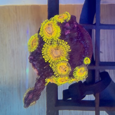 Grand Master Krakatoa Zoa Frags
