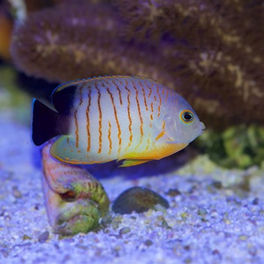 Eilbl's Dwarf Angel Fish