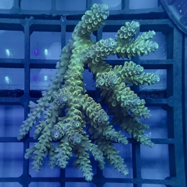 Oz Acropora Colony