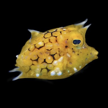Thornback Cowfish