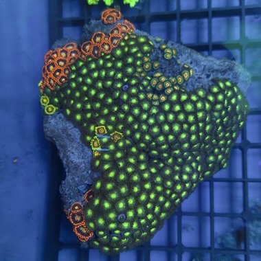 Enfys Zoa Colony