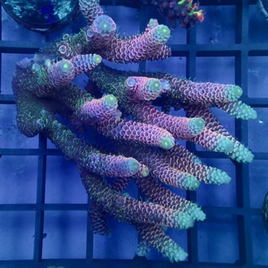 Oz Acropora Colony