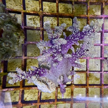 Purple Bush Coral
