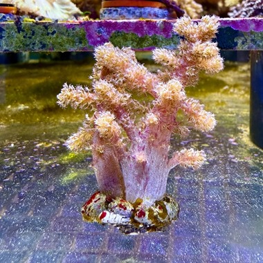 Red Bush Coral Frag