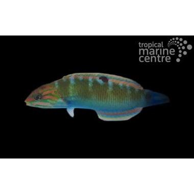 Lunar Banana Wrasse