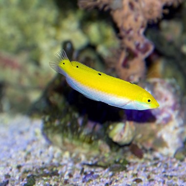 Silver Belly Wrasse