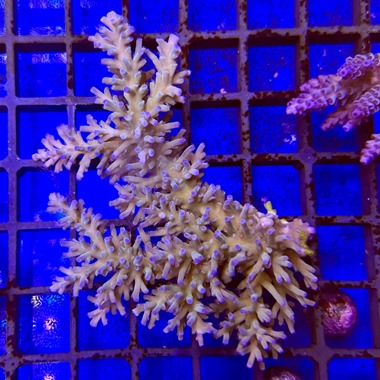 Ice Fire Acropora