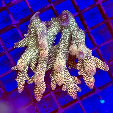Oz Acropora Colony