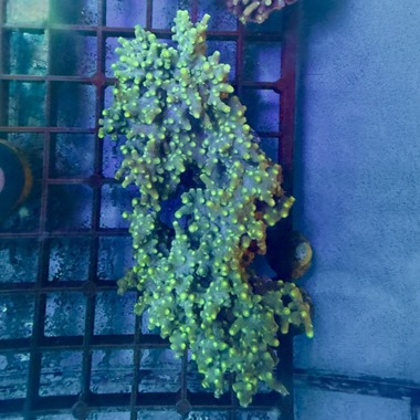 Branching Cyphastrea