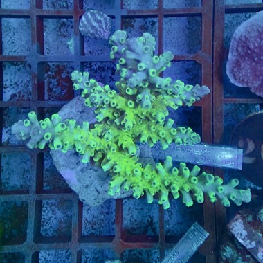 Acropora Colony