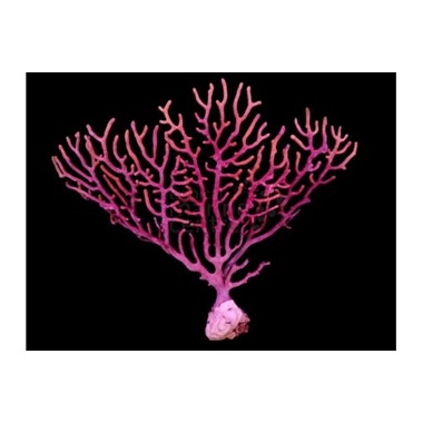 Pinnate Gorgonia
