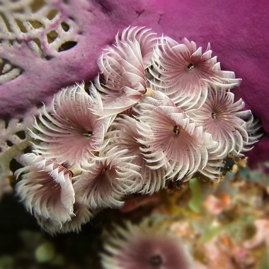 Feather Worm Cluster 