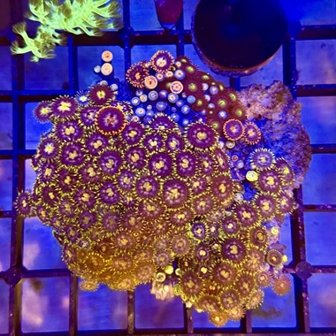 Enfys Zoa Colony