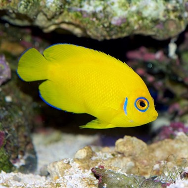 Lemonpeel Dwarf Angel Fish