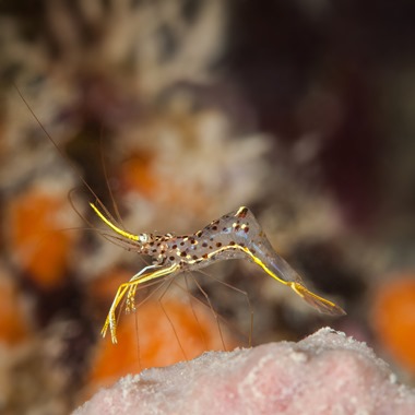 Yellow Crystal Shrimp