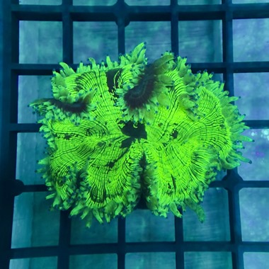 Blue Tip Catalaphyllia