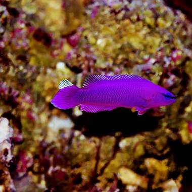 Orchid Dottyback