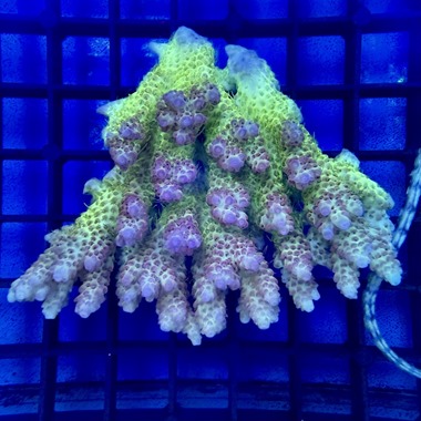 Oz Acropora Colony