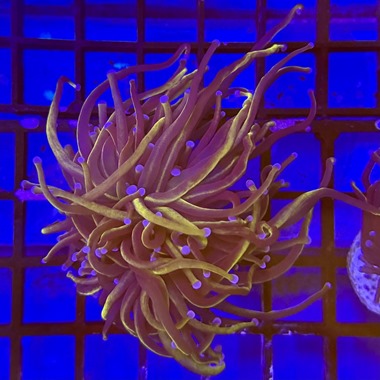 NY Knicks Torch Frag