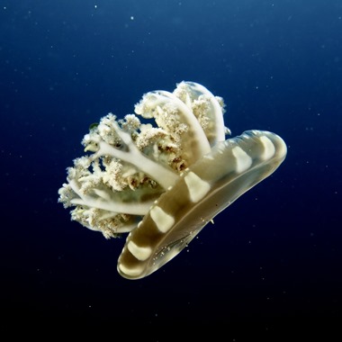 Upside Down Jellyfish