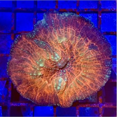Red Oxypora