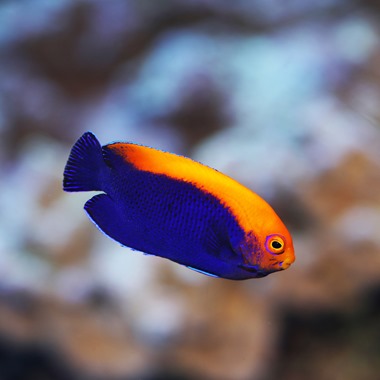 Flameback Dwarf Angel Fish