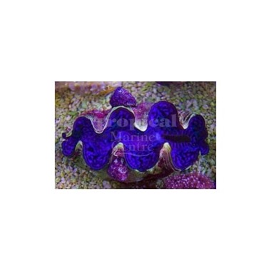 Maxima Clam