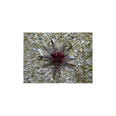 Red Banded Mine Urchin