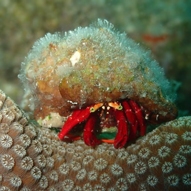 Red Leg Hermit Crab