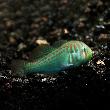 Green Clown Goby