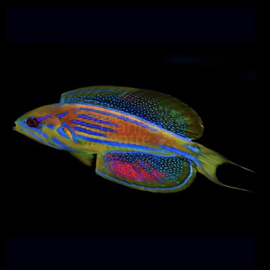 Madagascar Flasher Wrasse