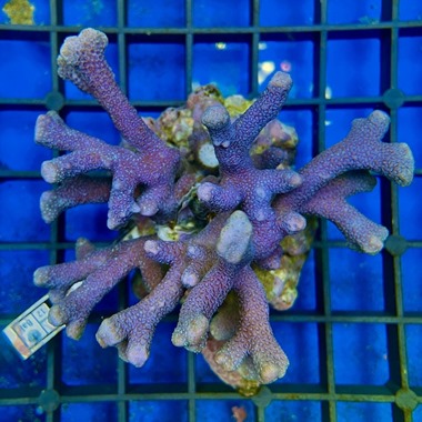 Blue Montipora